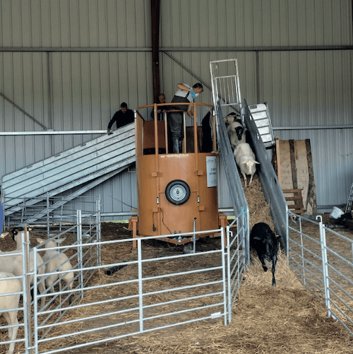 Baignoire-mobile-ovine